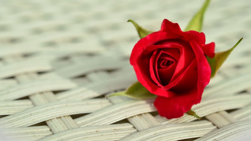 rose, flower, bud, surface, 4k