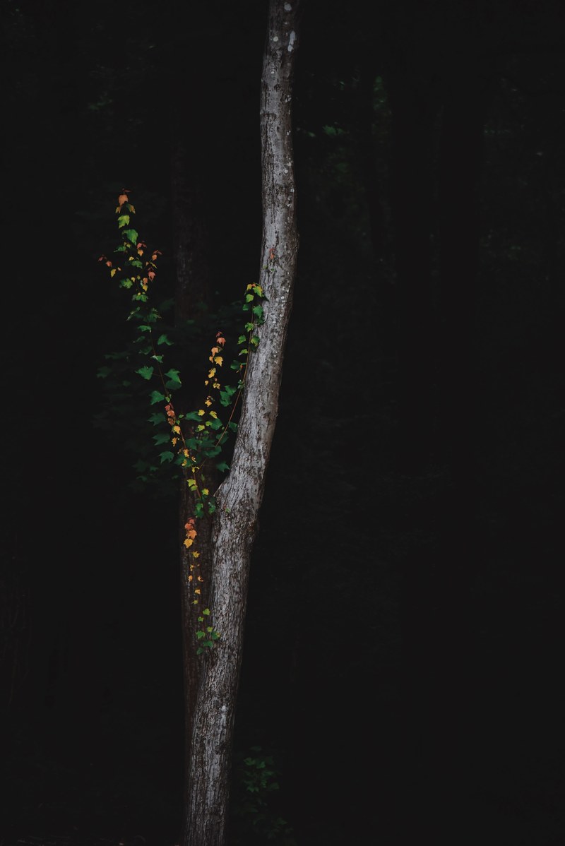 vine climbing up a tree trunk in a dark forest, vine in a dark forest 4k