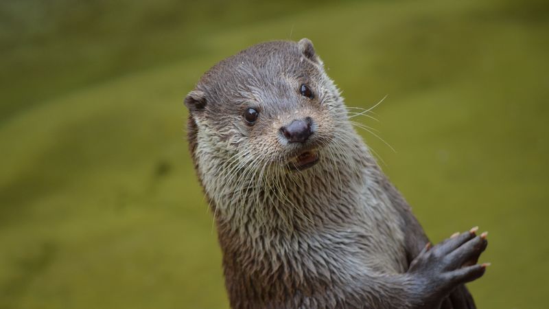 otter, look, beast, 4k
