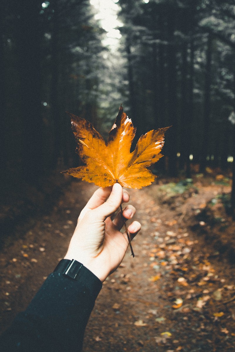 autumn is here_ 4k