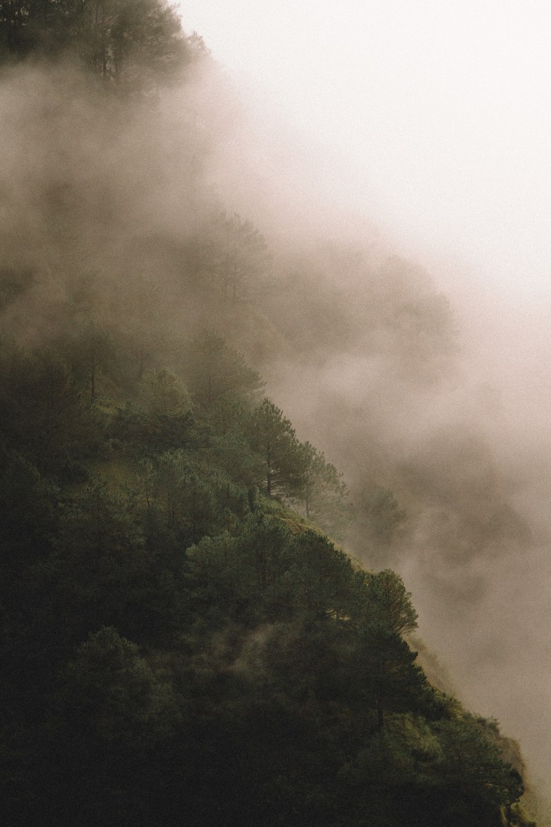 fog tree mountain and moody hd, 4k