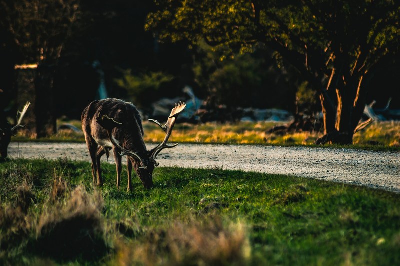 wild deer graze in a grassy field, supper 4k