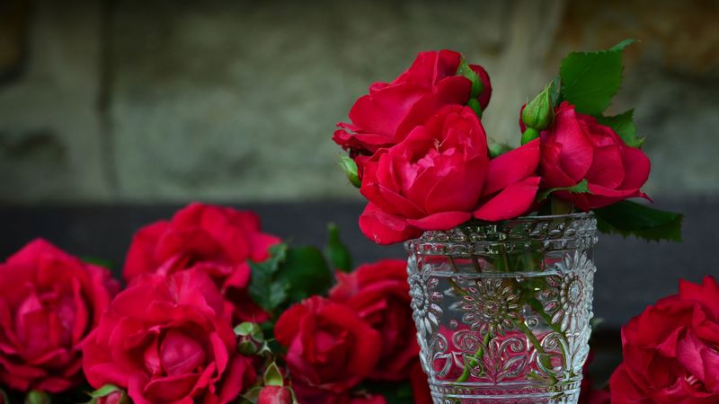 roses, vase, bouquet, petals, 4k