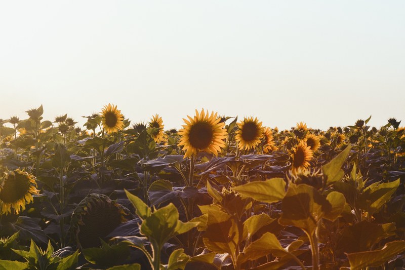 sunflower sunflower field garden and flower 4k