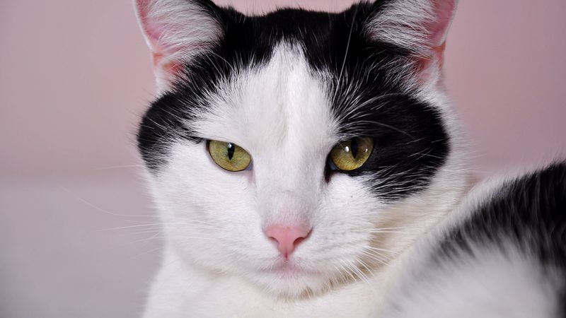 cat, face, spotted, 4k