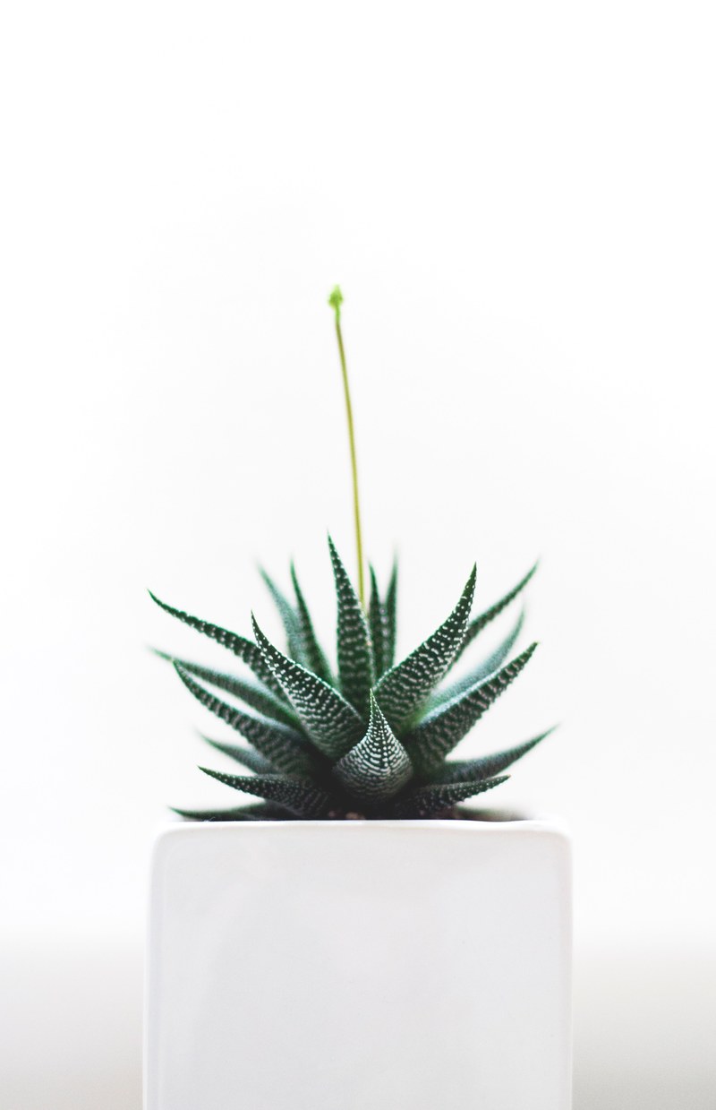 plant portraits 4k