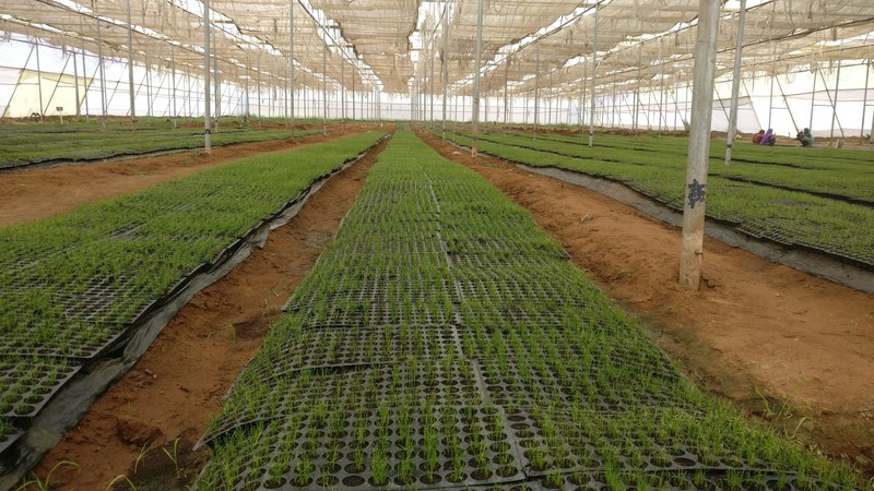 farm plant seedling and shade 4k