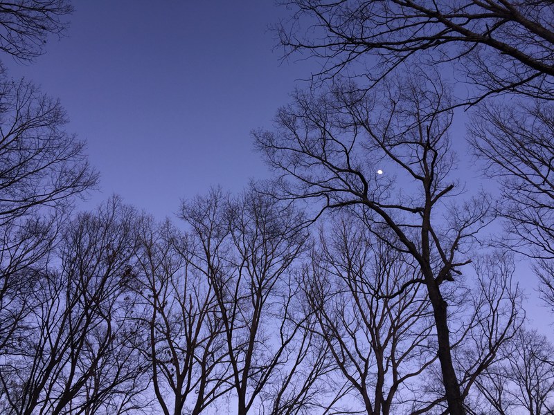 outdoor plant tree and branch 4k