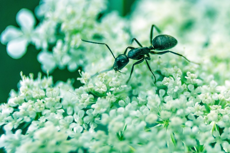 small ant crawls over white flowers, microscopic life 4k