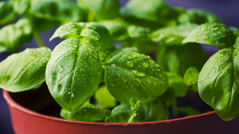 basil, grass, leaves, drops, pot, 4k