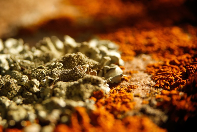patrick hendry lichen canyon 4k