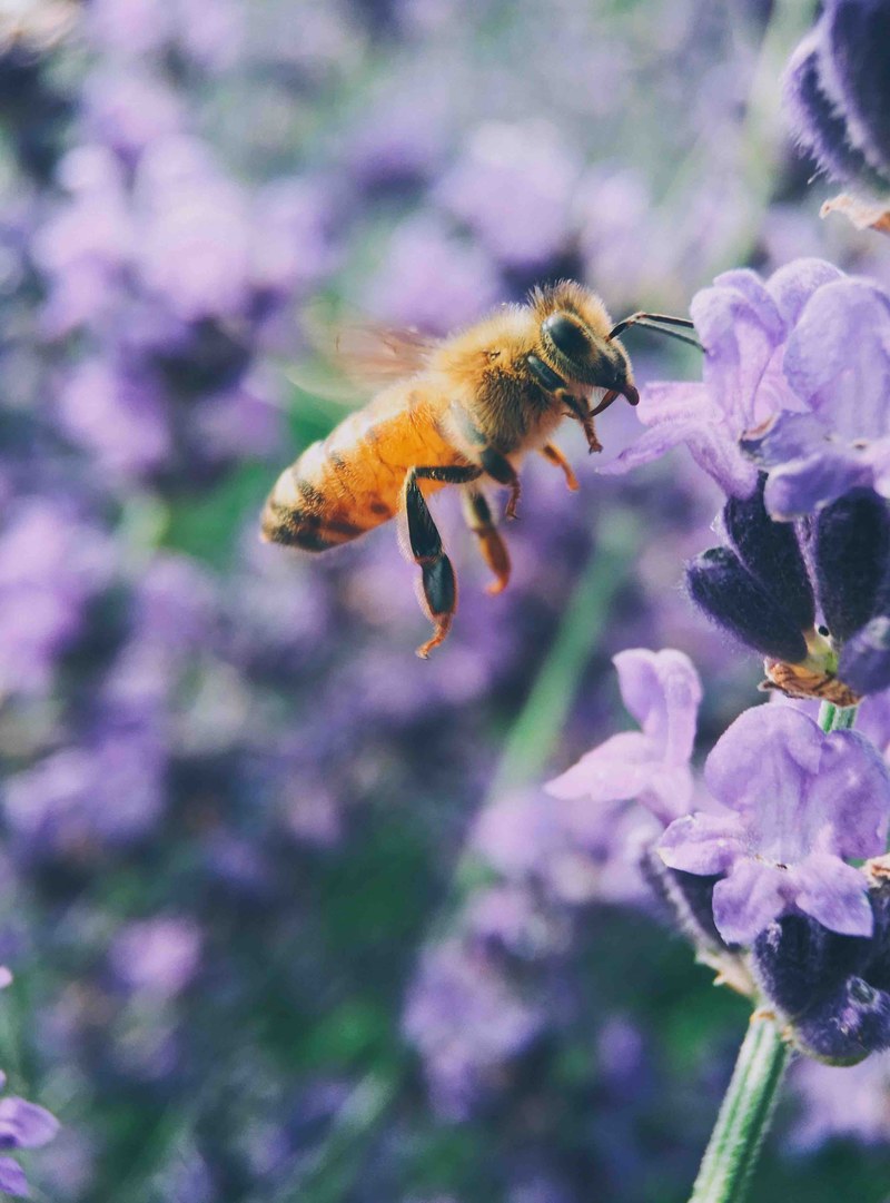 bee pollinates a purple wild flower midflight, personal challenge bee in flight 4k