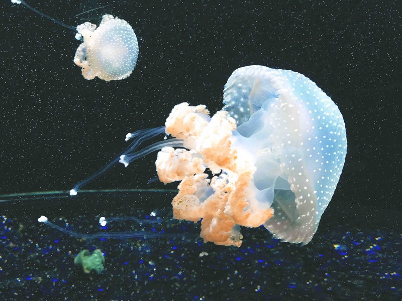 jellyfish ocean life sealife and swim 4k