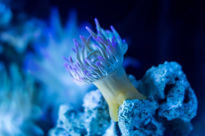 sea ocean underwater and creature 4k