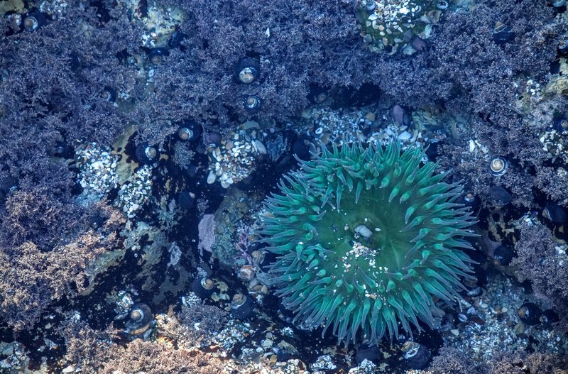 sea life ocean life underwater and coral 4k