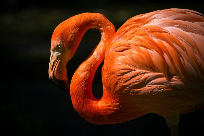 flamingo bird neck and pink 4k