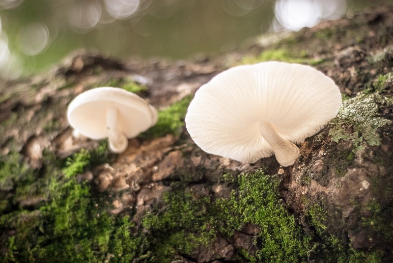 a close up of two small white mushrooms growing on mossy tree bark, white mushrooms on tree bark 4k