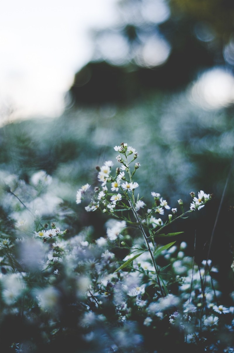 wild chamomile flowers in a meadow, wild chamomile 4k