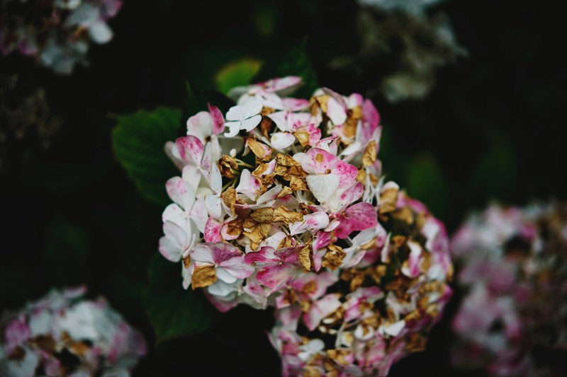 closeup macro nature and withered 4k