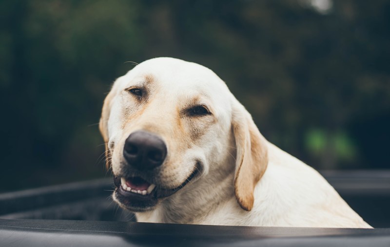 dog puppy pup and smile 4k