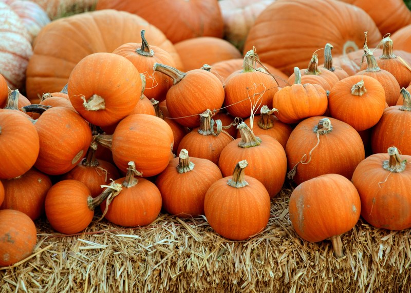 the pumpkin patch 4k