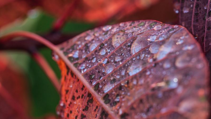 leaf, drops, dew, branch, 4k