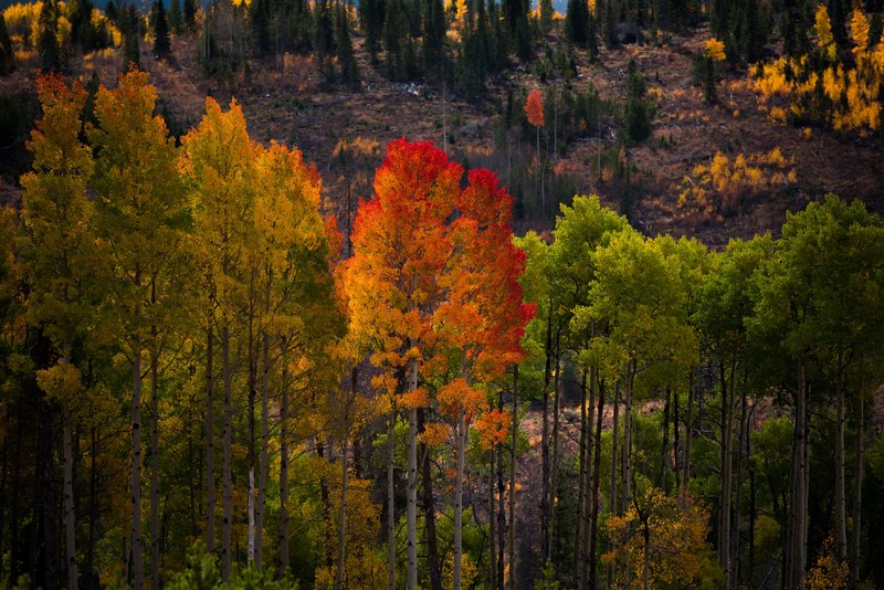 autumn tree leaf colour change and color change 4k