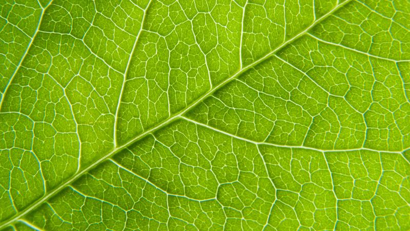 leaf, macro, green, cranny, 4k