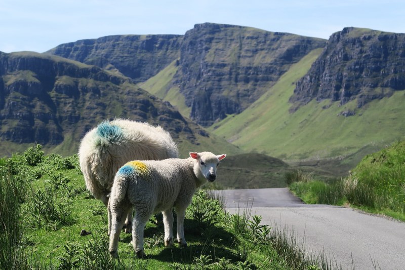 sheep marked with colorful dots graze by the roadside, livestock by mountains 4k