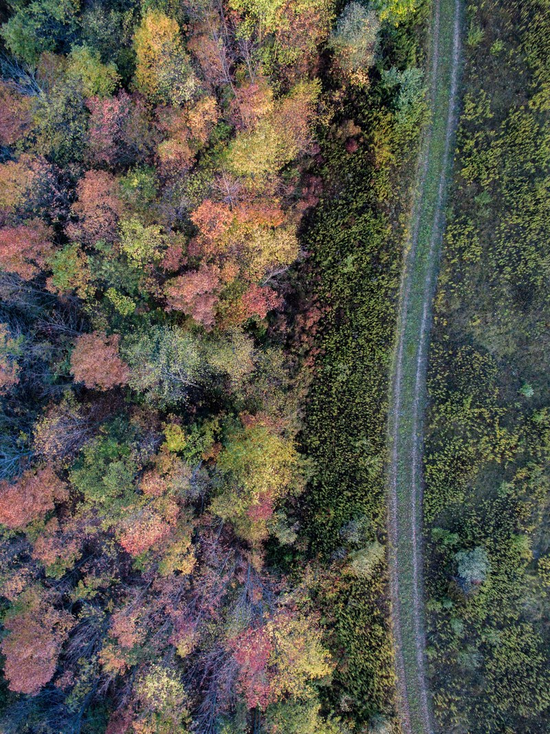 tree forest woodland and road hd, 4k