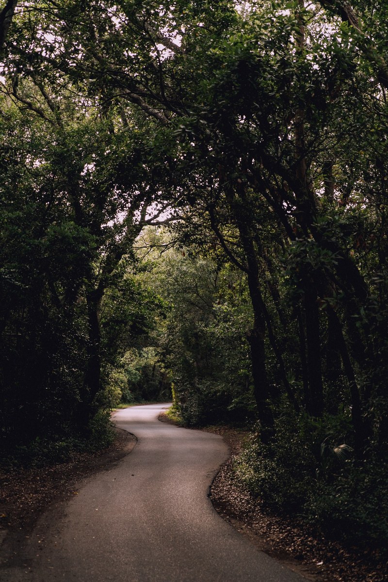 road tree green and into the wood hd, 4k