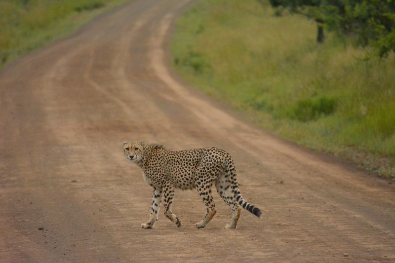 a big feline cheetah walking bravely across a dirt road, lone cheetah on a dirt road 4k