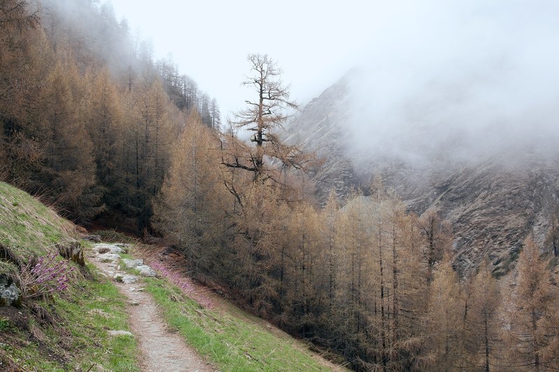 a footpath leading into a coniferous forest at the foot of a mountain, footpath near a foggy mountain 4k