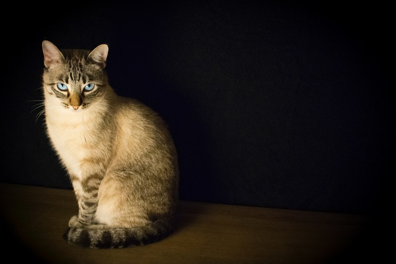 a cat sitting up staring at the camera surrounded by a black background, _cat staring camera 4k
