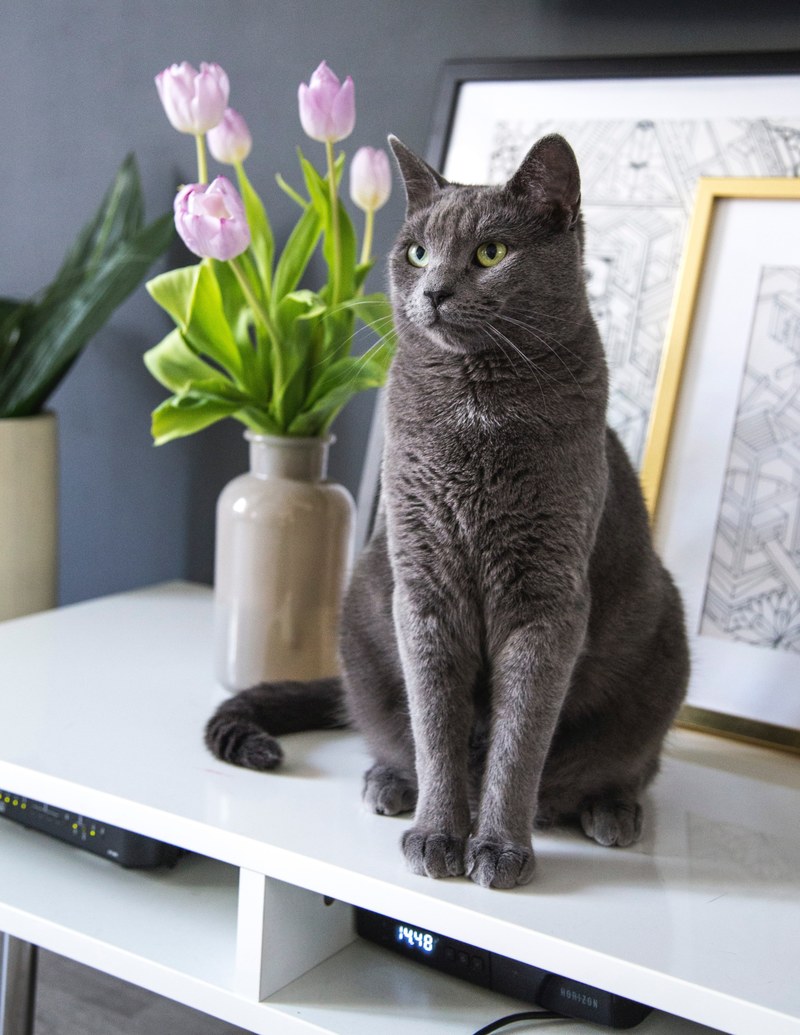 living room feline friend and fluffy hd, 4k