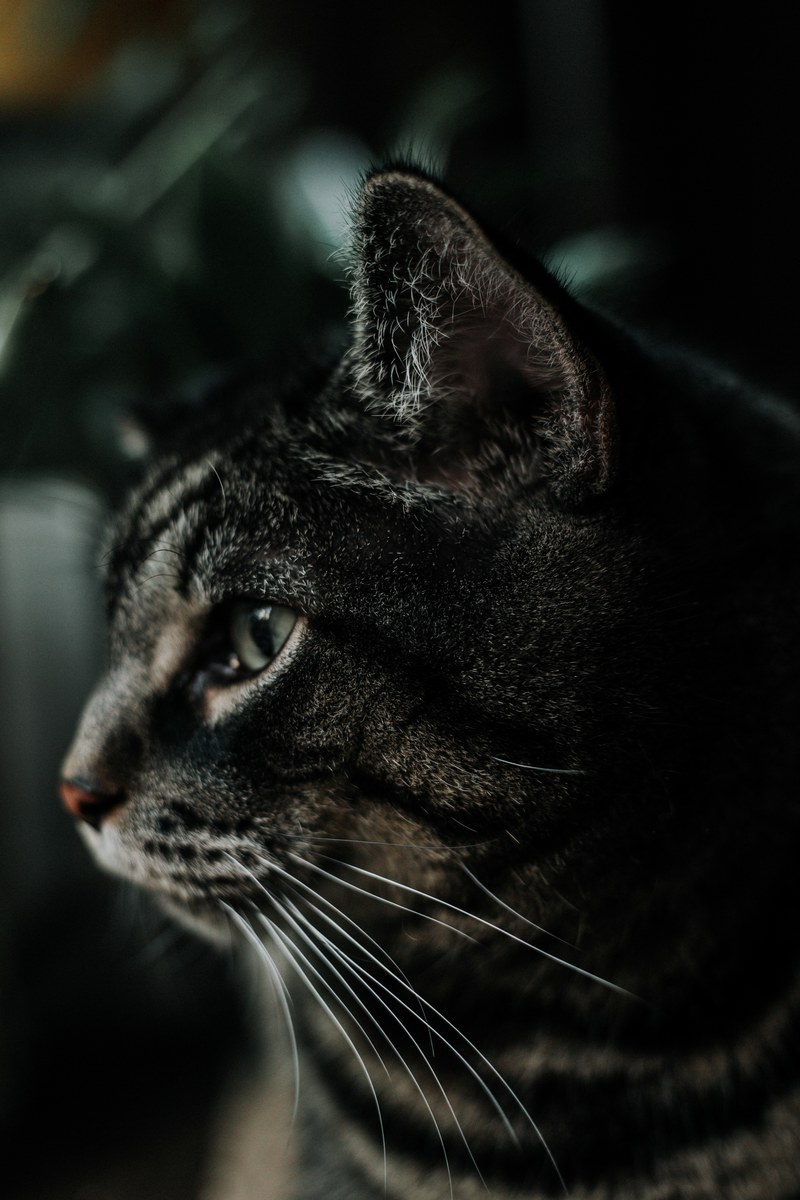 a dark grey tabby cat, tabby cat 4k