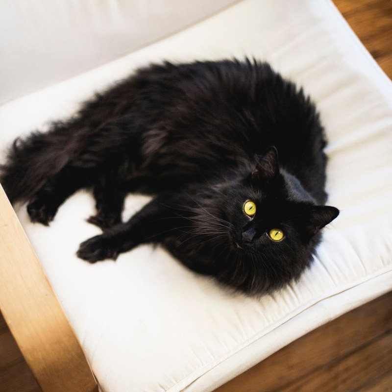 cat feline cushion and chair 4k