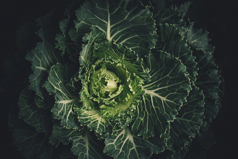 leaf vegetable cabbage and green 4k
