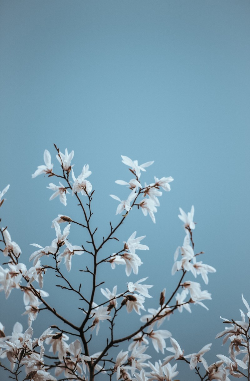 white magnolia blue sky negative space 4k