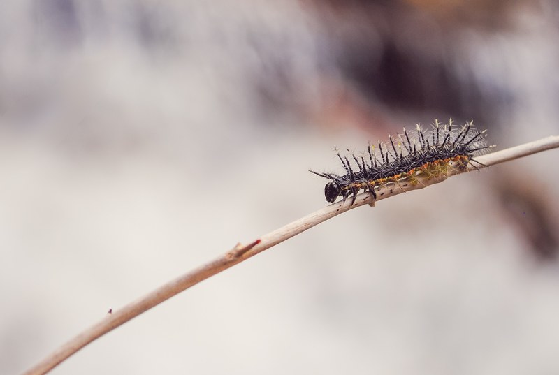 caterpillar insect branch and bug 4k