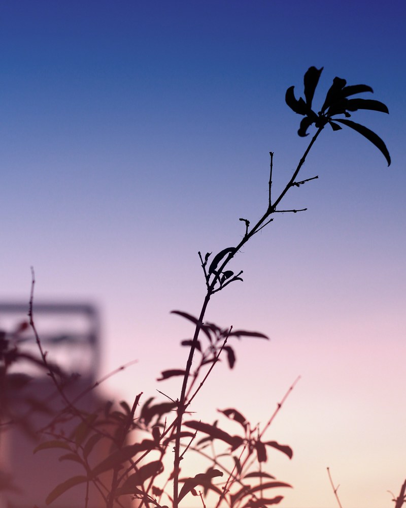 silhouettes of tree branches against a purple sky in ho chi minh city, tree branch silhouette on purple 4k