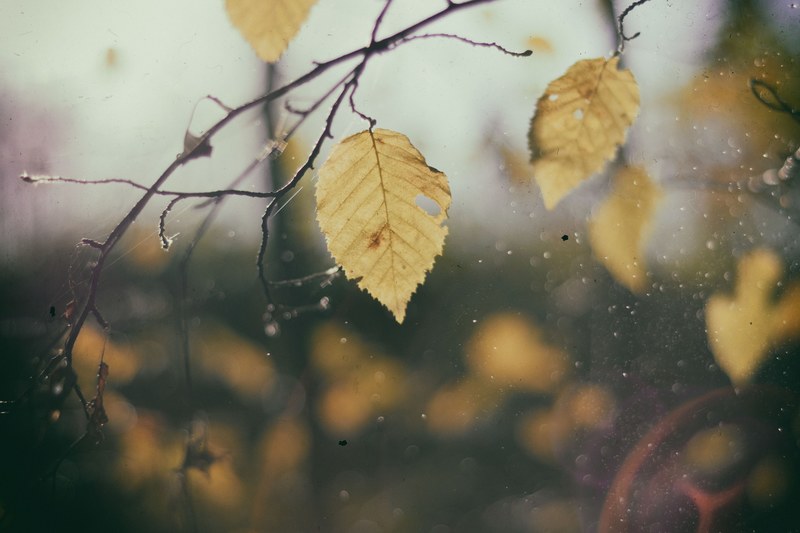 a gloomy shot of yellow autumn leaves on cobweb covered branches, gloomy autumn leaves 4k
