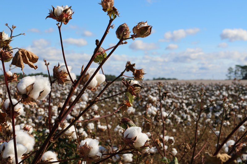 field of cotton plants ready to be harvested by a farmer, georgia snow 4k