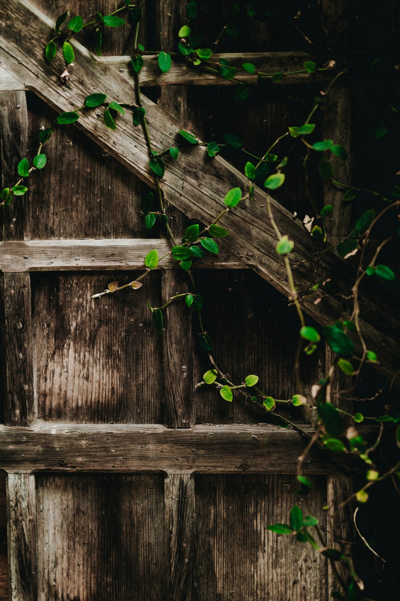 fence wooden plant and ivy hd, 4k