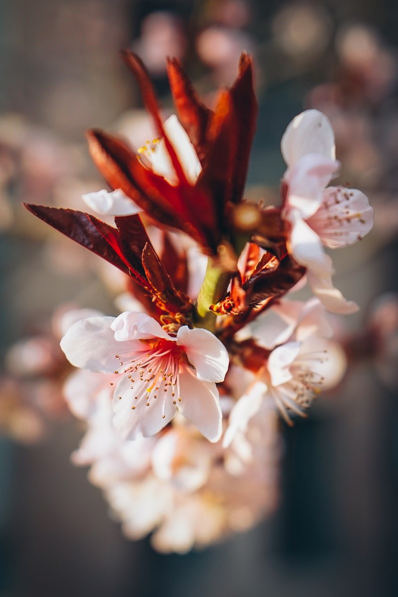 close up of pink blossom and red petal in spring beijing china, pink blossom beijing 4k