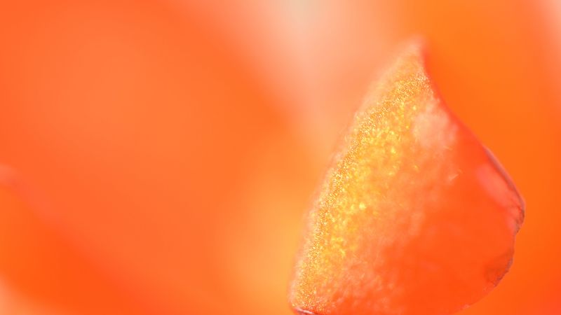 petal, macro, orange, 4k