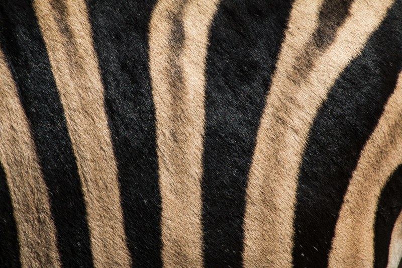 zebra stripe stripe zebra and detailed 4k