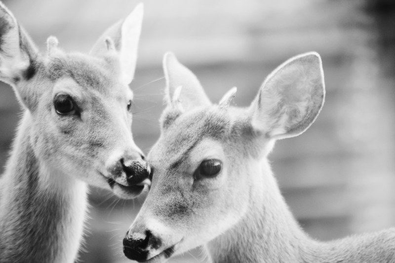 close up black and white shot of two deer heads nueva york texas estados unidos, monochrome deer in texas 4k