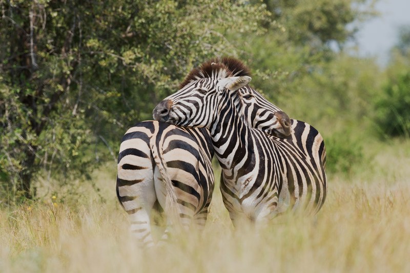true zebra love 4k
