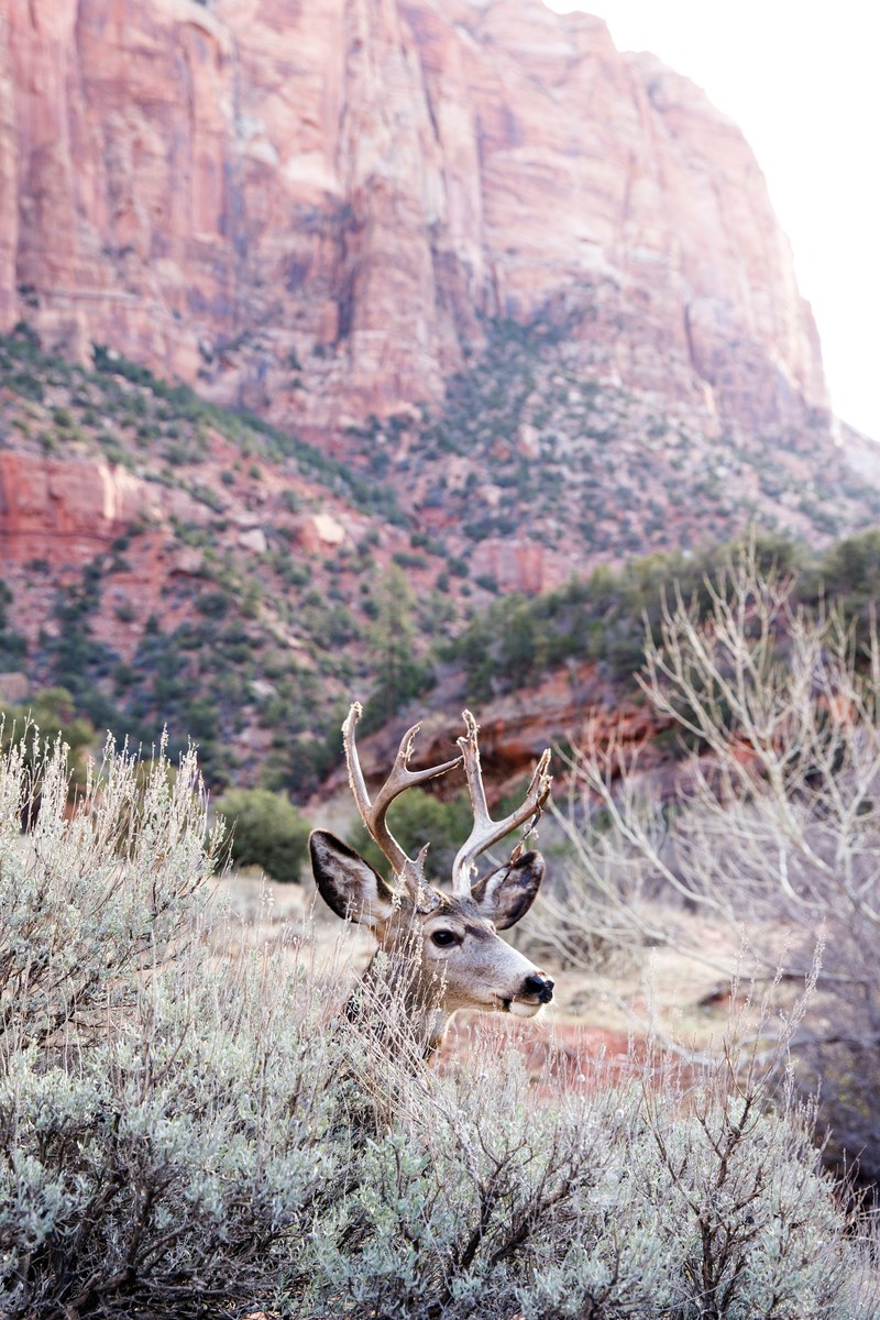 roaming through zion 4k